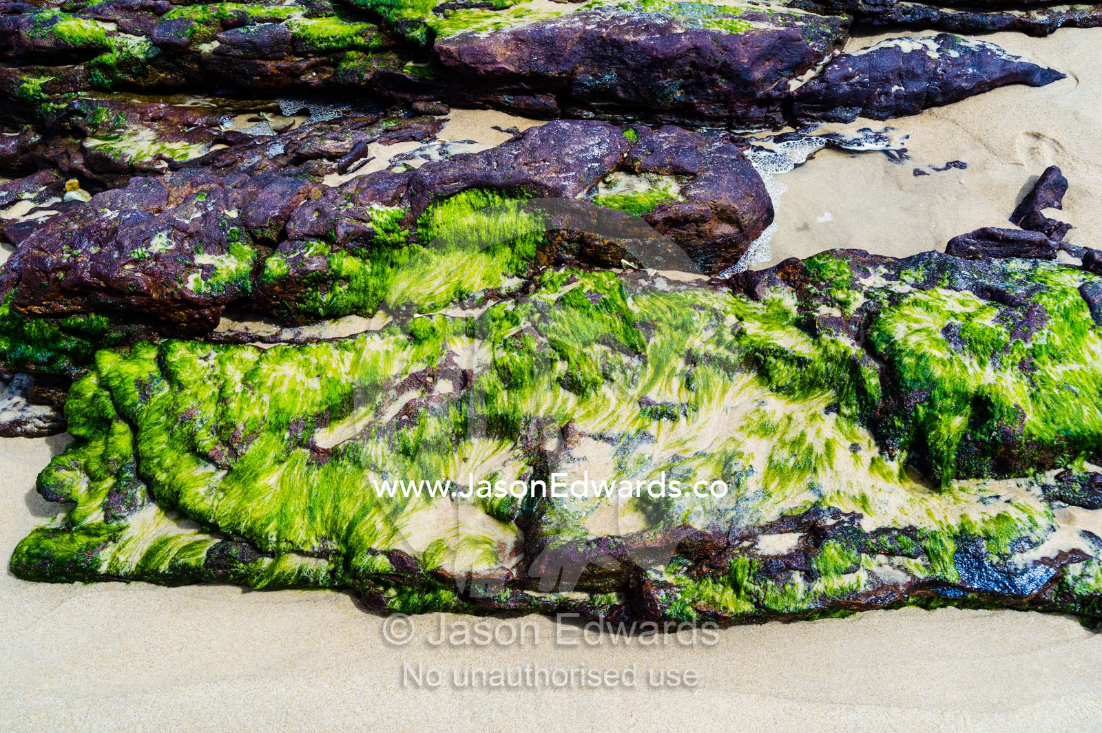 Seaweed covered rocks exposed on the beach at low tide. Point Arkwright, Yaroomba Beach, Queensland, Australia.