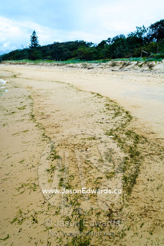 Small particles of seaweed and aquatic plants deposited on the beach at low tide. Point Arkwright, Yaroomba Beach, Queensland, Australia.