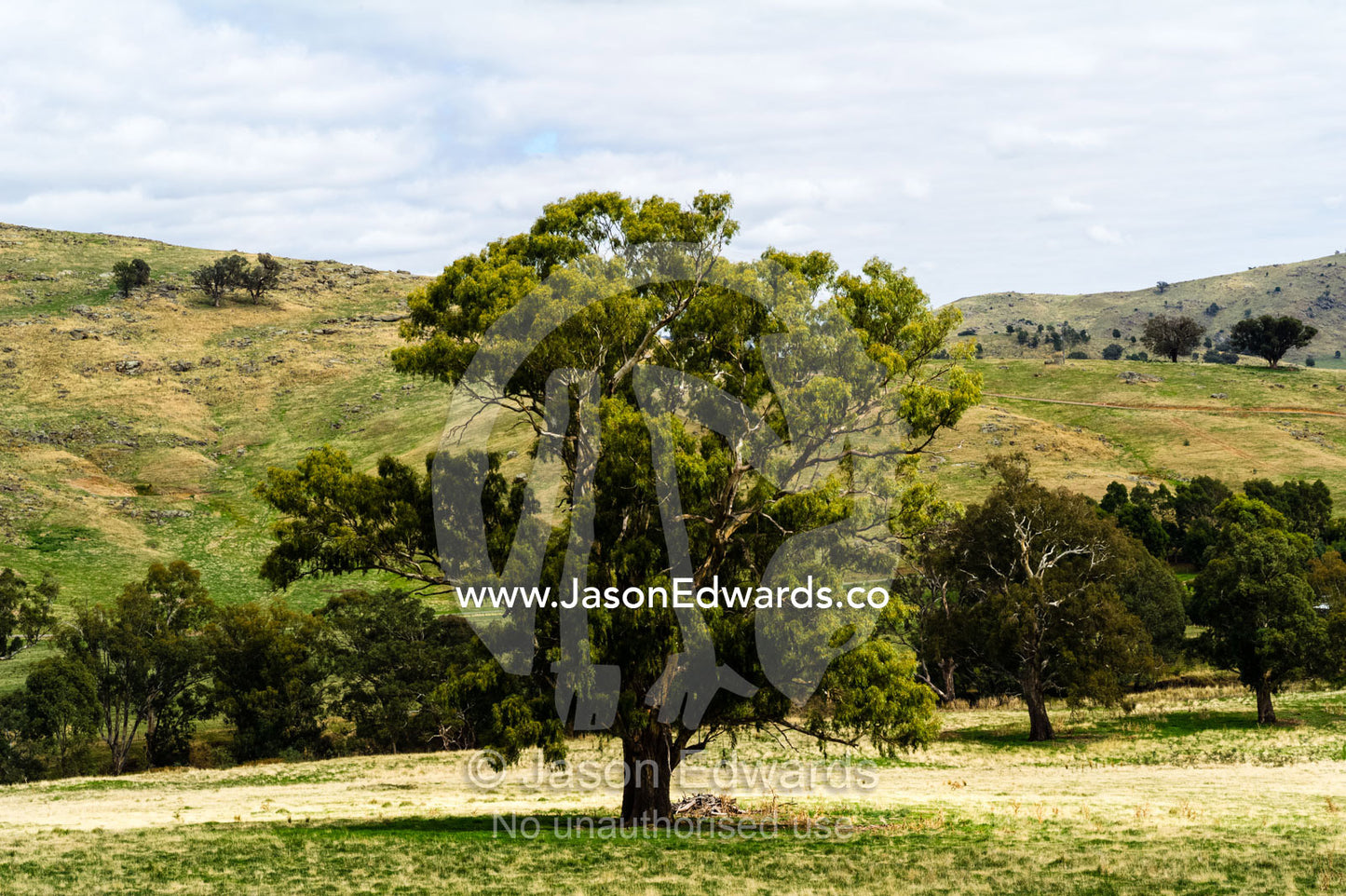 A lone River Red Gum tree on a farm on a summers day. Euroa, Strathbogie, Victoria, Australia.
