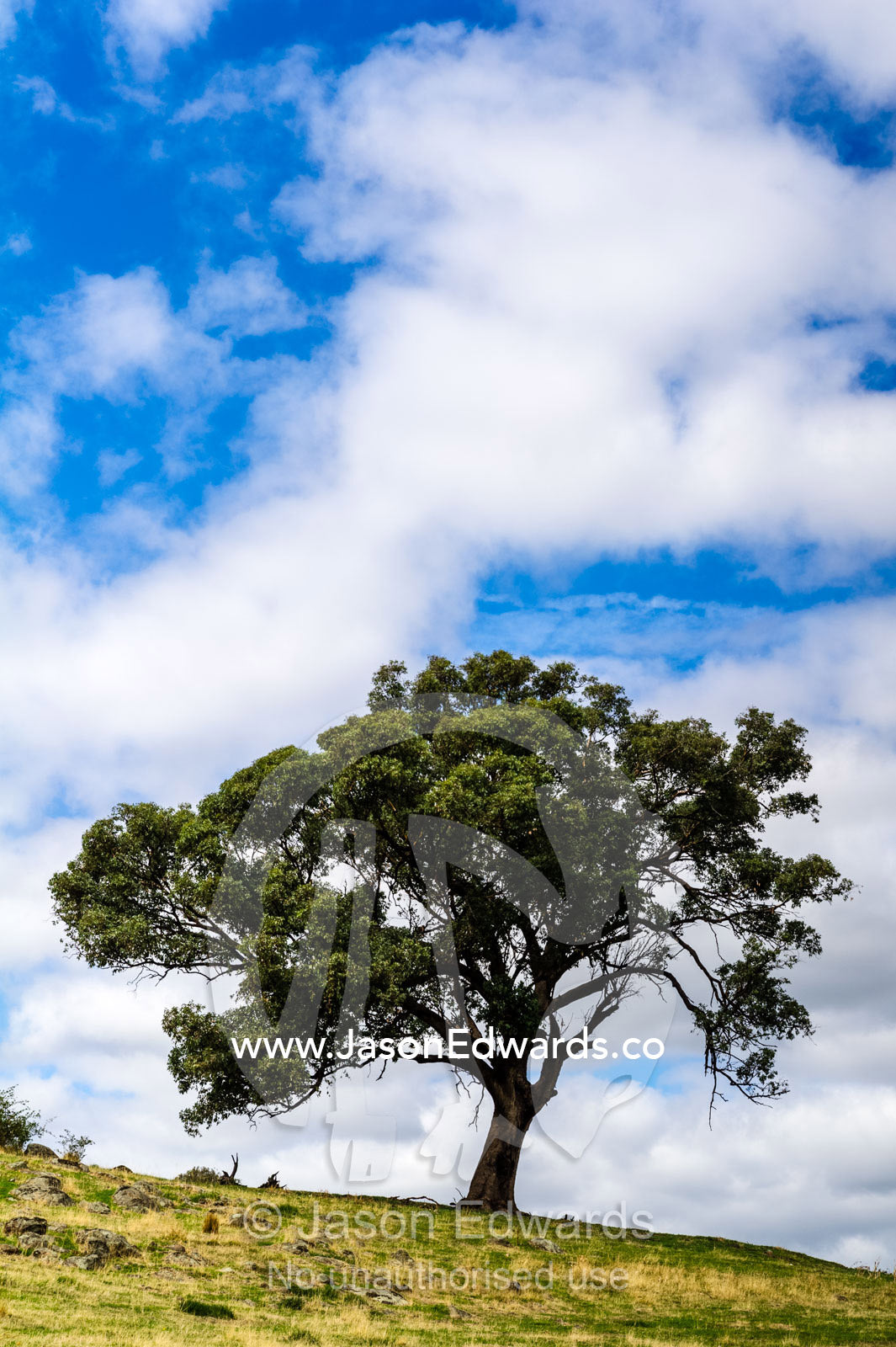 A lone Yellow Box eucalyptus tree on a farm on a summers day. Euroa, Strathbogie, Victoria, Australia.