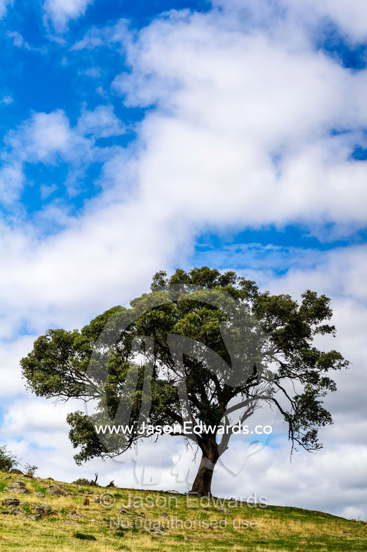 A lone Yellow Box eucalyptus tree on a farm on a summers day. Euroa, Strathbogie, Victoria, Australia.