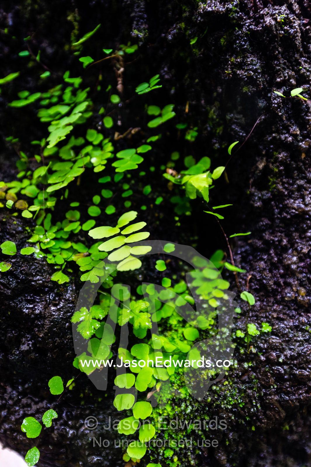 A maidenhair fern in a damp rainforest understory. Victoria Falls, Mosi-oa-Tunya National Park, Zambia.