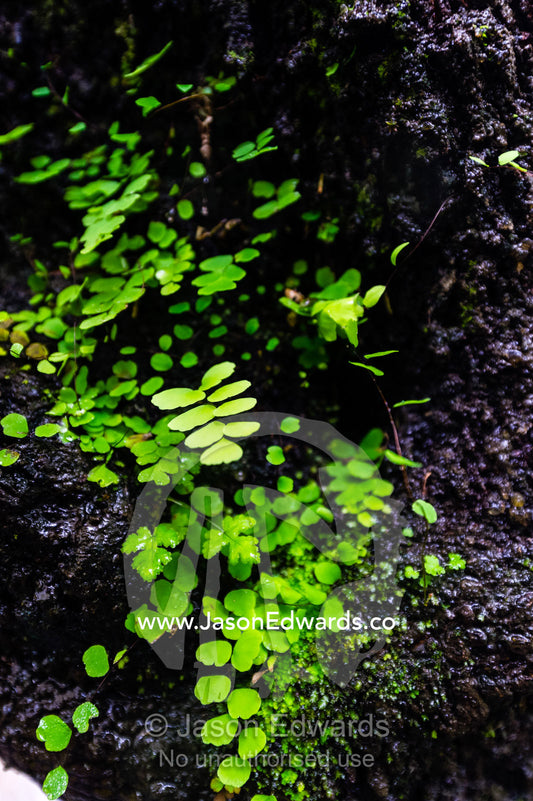 A maidenhair fern in a damp rainforest understory. Victoria Falls, Mosi-oa-Tunya National Park, Zambia.