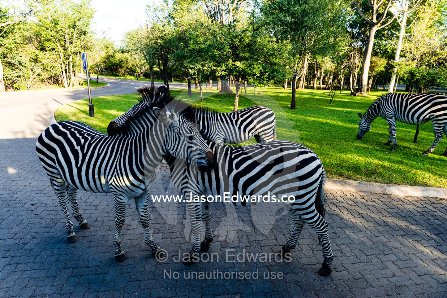 A pair of Zebra scratching each other in a hotel car park at Victoria Falls. Zambezi Sun Hotel, Victoria Falls, Zambia.