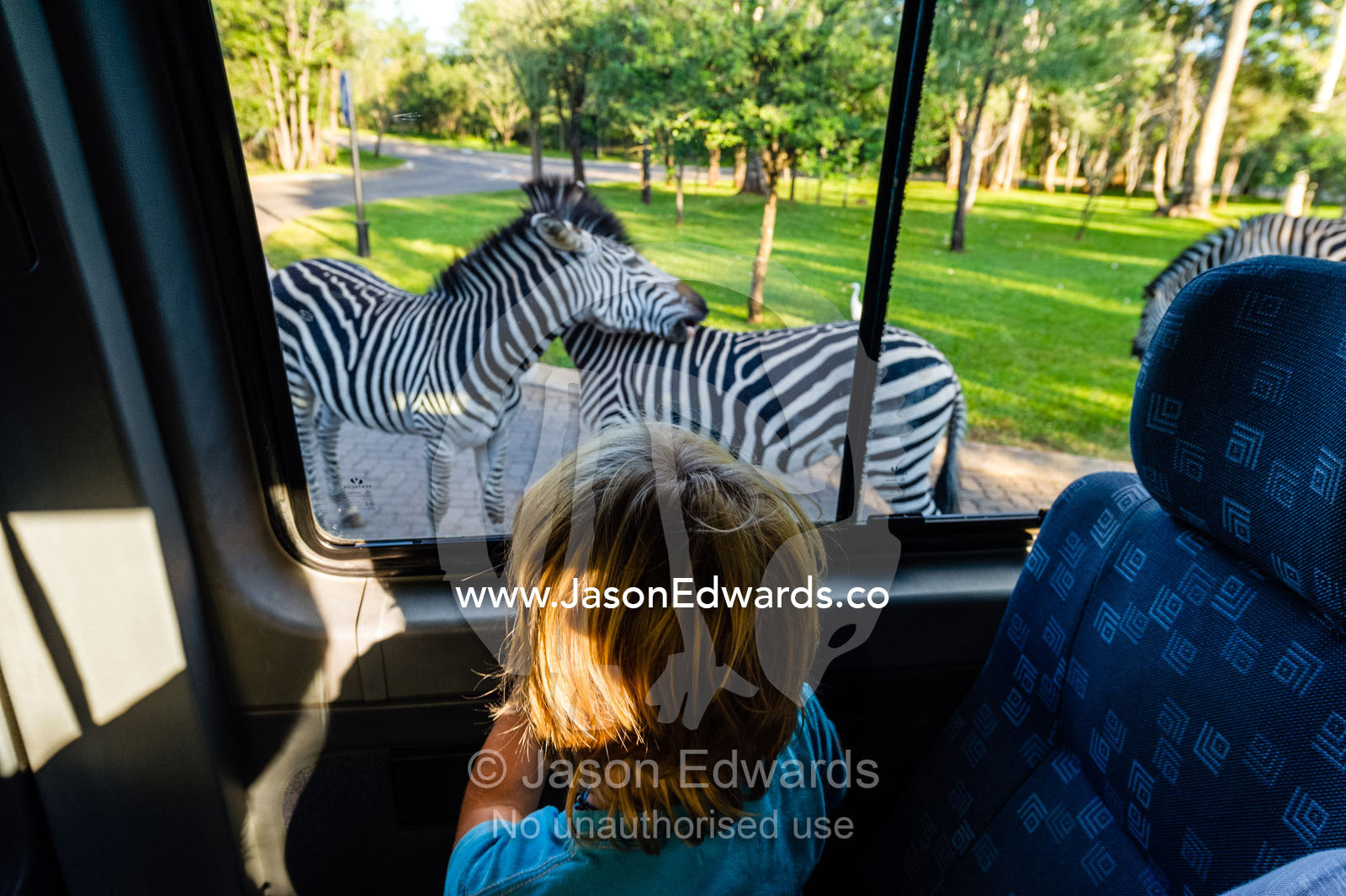 A boy watches wild Zebras scratching each other in a hotel car park. Zambezi Sun Hotel, Victoria Falls, Zambia.