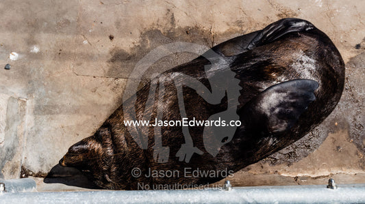 A Cape Fur Seal sleeping in the sun at a wharf. Cape Town, Victoria and Alfred Waterfront, Western Cape, South Africa.
