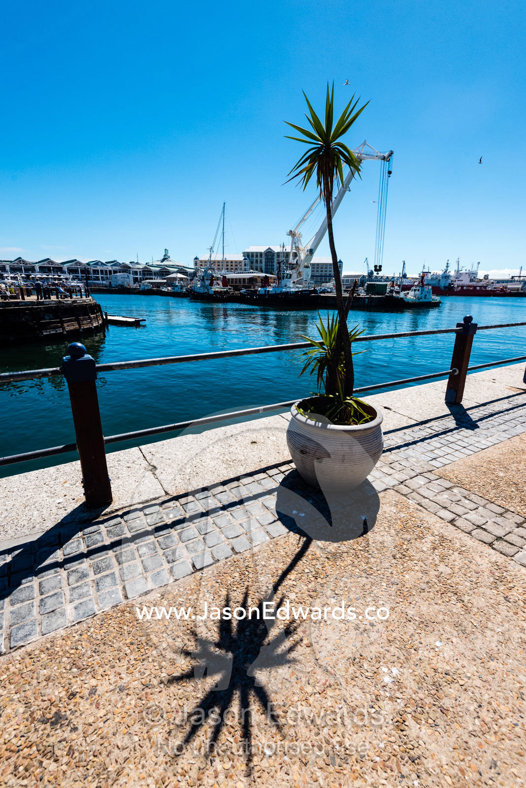 A palm tree in a pot plant on a wharf. Cape Town, Victoria and Alfred Waterfront, Western Cape, South Africa.