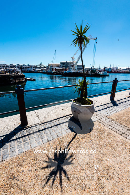 A palm tree in a pot plant on a wharf. Cape Town, Victoria and Alfred Waterfront, Western Cape, South Africa.