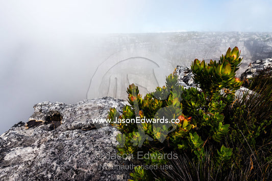 Perched on the summit of Table mountain a Conebush, Leucadendron strobilinum, flowers in the misty orographic clouds. Table Mountain, Cape Town, Western Cape, South Africa.