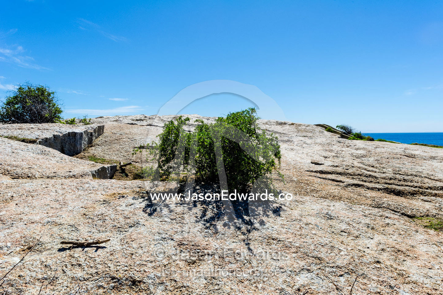 A bush growing from a crack in a coastal boulder. Boulders Beach, Cape Peninsula, Cape Town, Western Cape Province, South Africa.