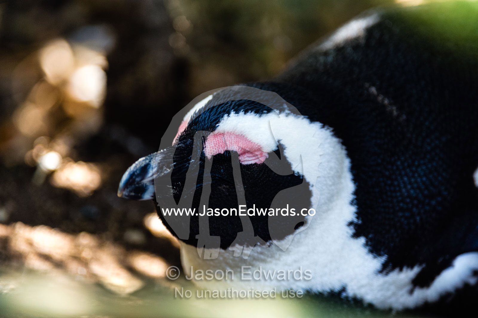 An endangered African Penguin sleeping in the shade on a sand dune. Boulders Beach, Cape Peninsula, Cape Town, Western Cape Province, South Africa.