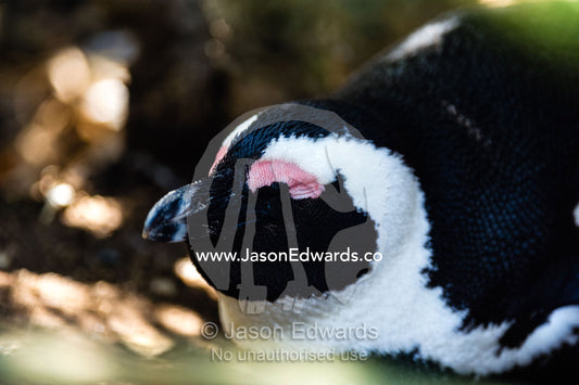 An endangered African Penguin sleeping in the shade on a sand dune. Boulders Beach, Cape Peninsula, Cape Town, Western Cape Province, South Africa.