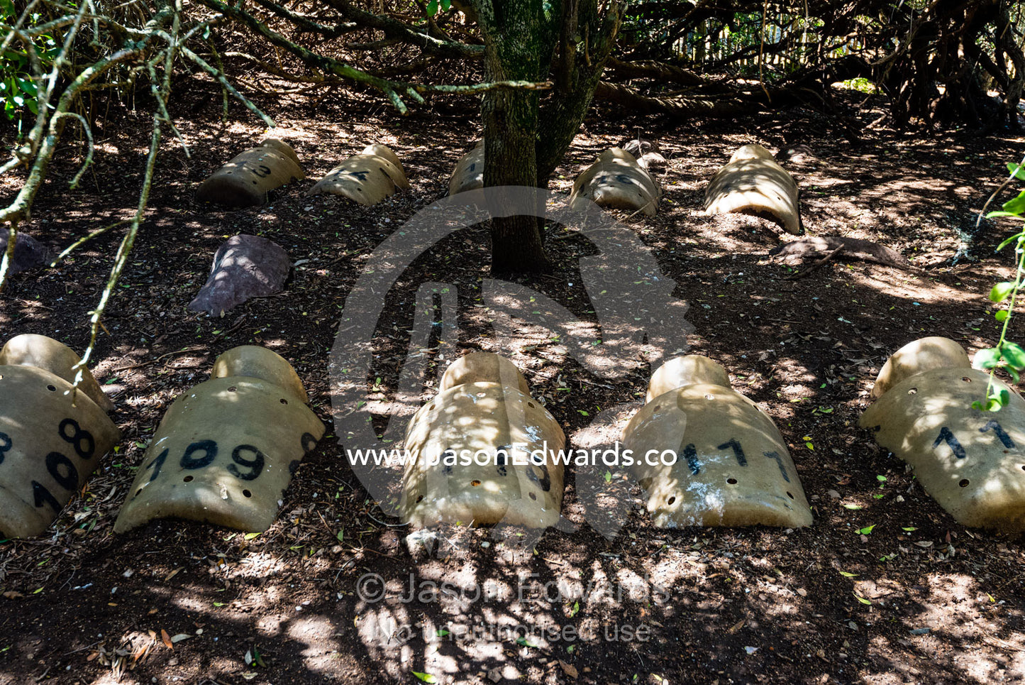 Artificial nest boxes in the sand dunes for a nesting colony of endangered African Penguins. Boulders Beach, Cape Peninsula, Cape Town, Western Cape Province, South Africa.