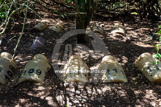 Artificial nest boxes in the sand dunes for a nesting colony of endangered African Penguins. Boulders Beach, Cape Peninsula, Cape Town, Western Cape Province, South Africa.