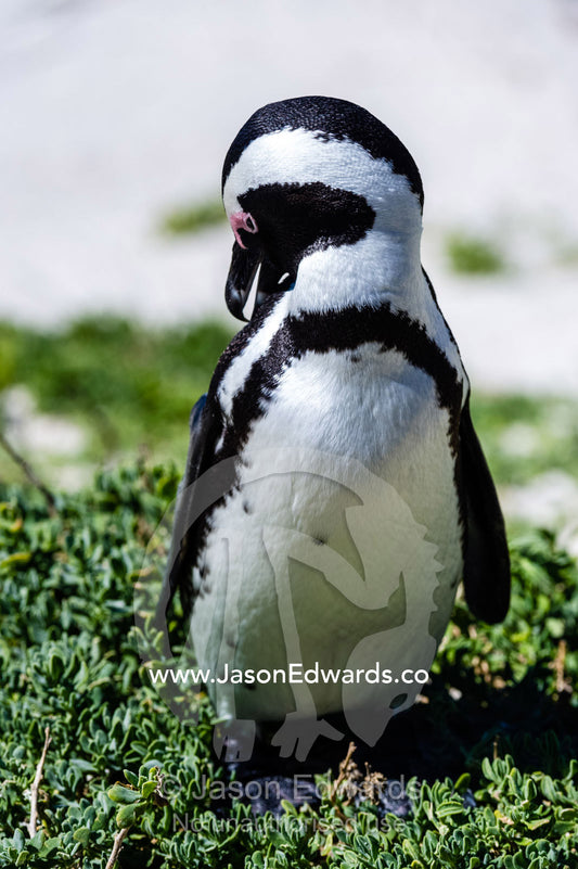 An African Penguin preening it's feathers with a sharp beak. Boulders Beach, Cape Peninsula, Cape Town, Western Cape Province, South Africa.