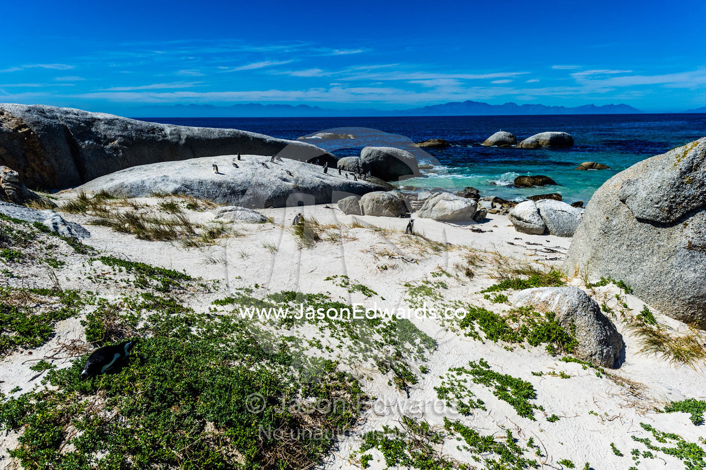 A nesting colony of African Penguins on a beach near a town residential estate. Boulders Beach, Cape Peninsula, Cape Town, Western Cape Province, South Africa.