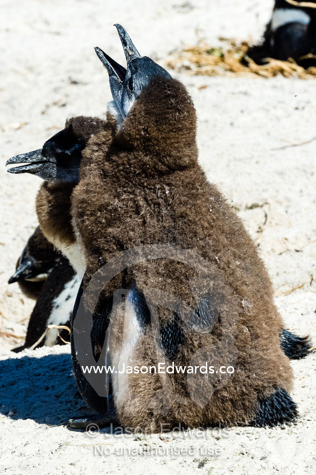 Fluffy African Penguin chicks molting feathers on a sandy beach. Boulders Beach, Cape Peninsula, Cape Town, Western Cape Province, South Africa.