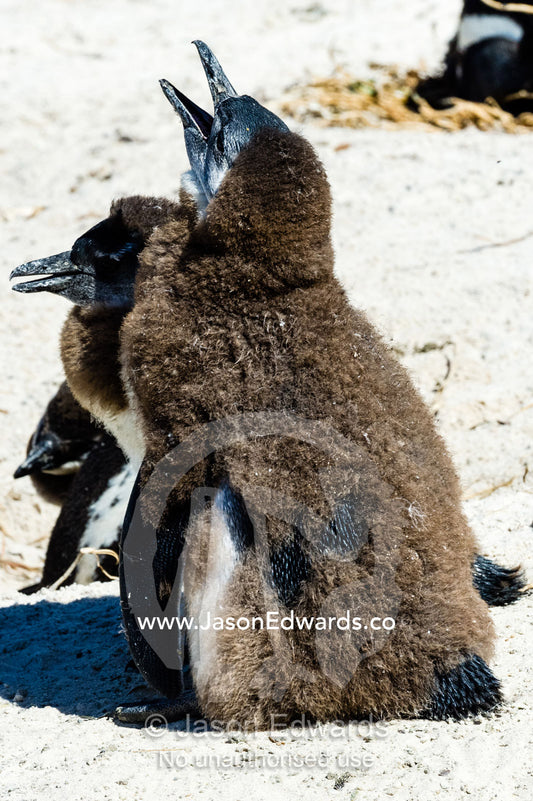 Fluffy African Penguin chicks molting feathers on a sandy beach. Boulders Beach, Cape Peninsula, Cape Town, Western Cape Province, South Africa.