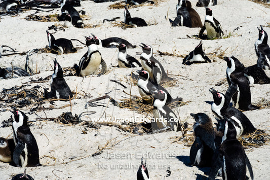 A nesting colony of African Penguins on a beach near a town residential estate. Boulders Beach, Cape Peninsula, Cape Town, Western Cape Province, South Africa.