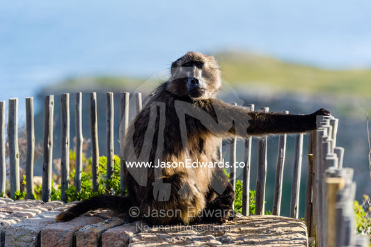 A Cape Baboon resting by a fence near a tourist visitor center. Cape of Good Hope, Cape Point, Table Mountain National Park, Cape Peninsula, South Africa.