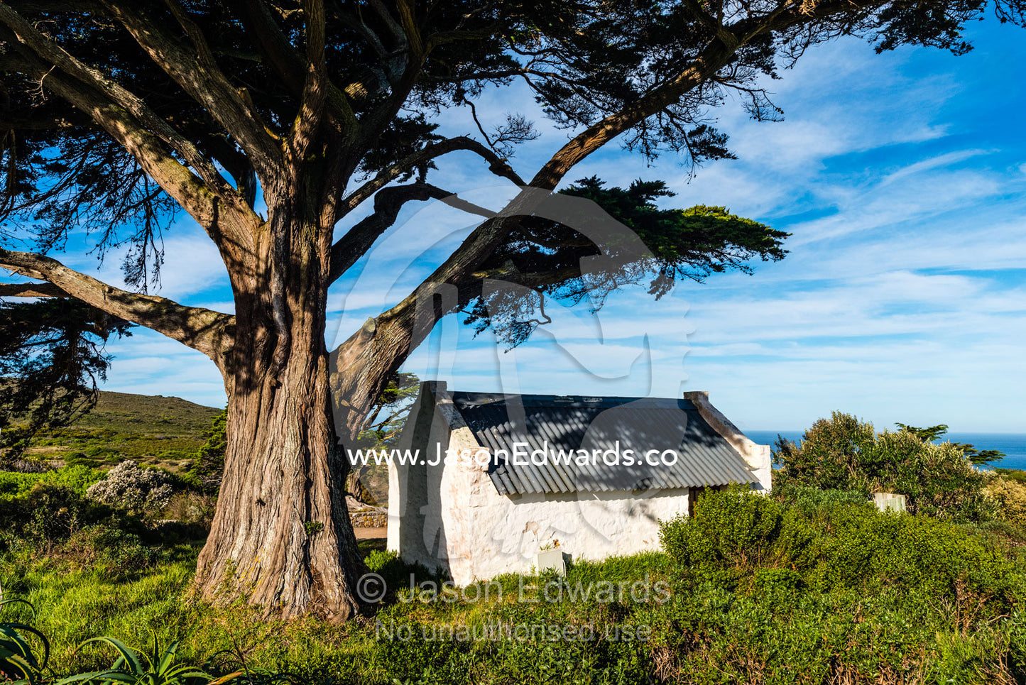 An enormous cypress tree shelters a colonial building on the Cape of Good Hope. Buffelsfontein Visitor's Center, Cape of Good Hope, Cape Point, Table Mountain National Park, Cape Peninsula, South Africa.