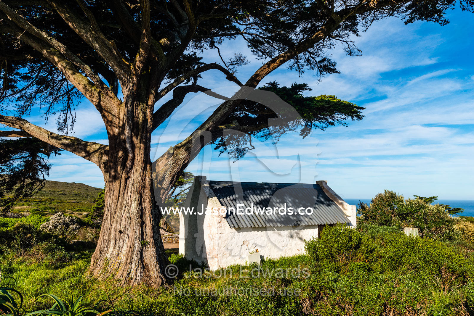 An enormous cypress tree shelters a colonial building on the Cape of Good Hope. Buffelsfontein Visitor's Center, Cape of Good Hope, Cape Point, Table Mountain National Park, Cape Peninsula, South Africa.
