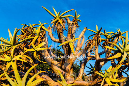 The spikey succulent leaves of a Kokerbom Tree at sunset. Cape Town, Western Cape, South Africa.