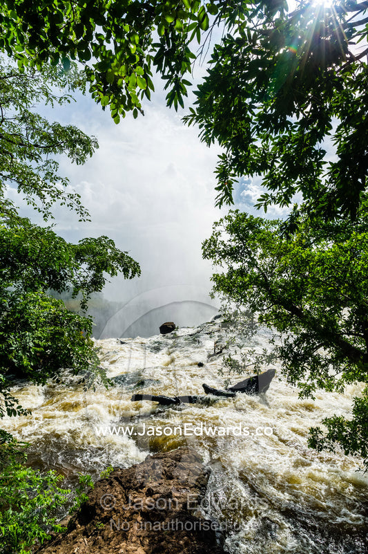 Beneath overhanging trees the rapids and currents of the Zambezi River flow along the shoreline. Zambezi River, Victoria Falls, Mosi-oa-Tunya National Park, Zambia.