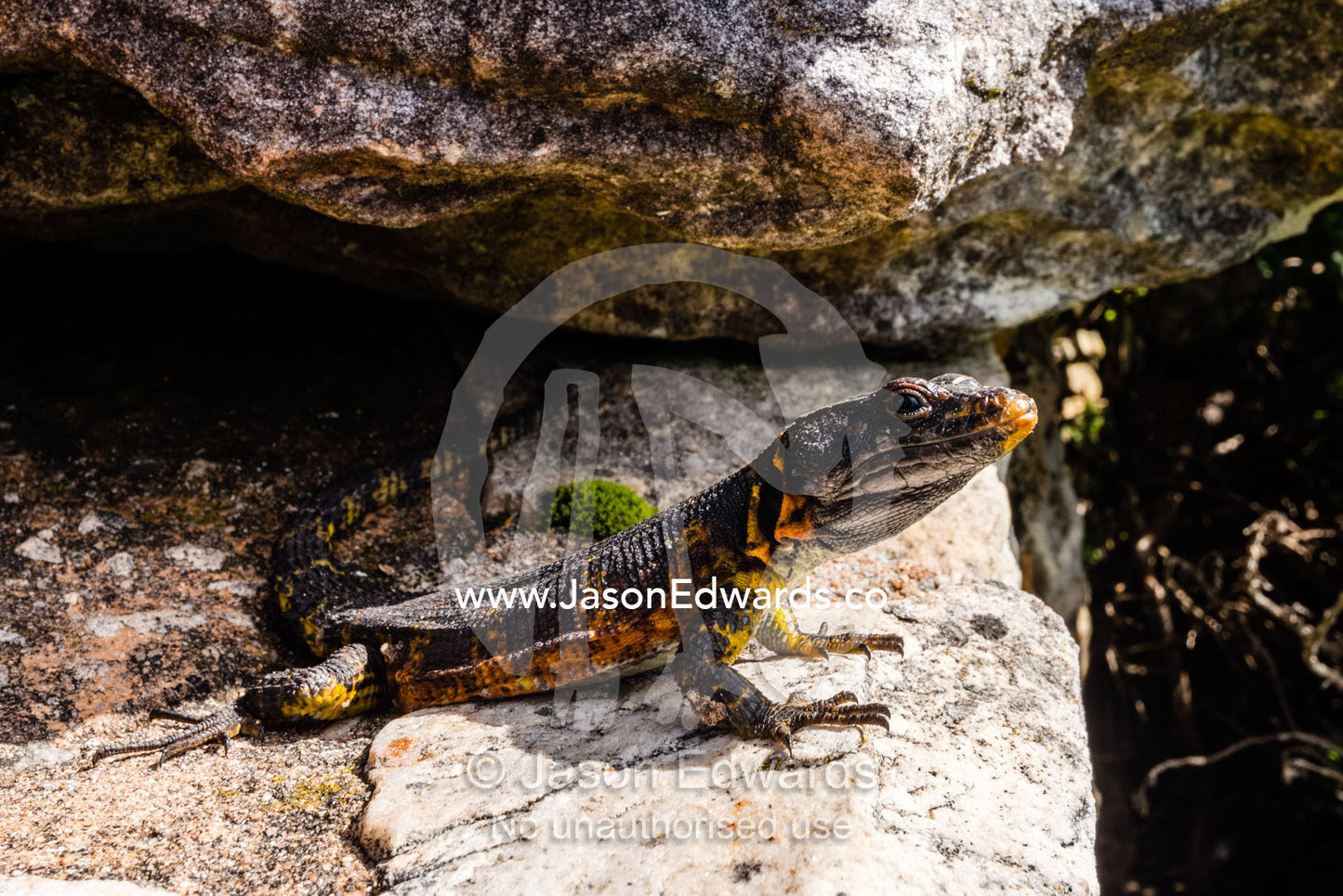 A Black Girdled Lizard, Cordylus niger, suns itself on a rock at Table Mountain National Park. Table Mountain, Cape Town, Western Cape, South Africa.