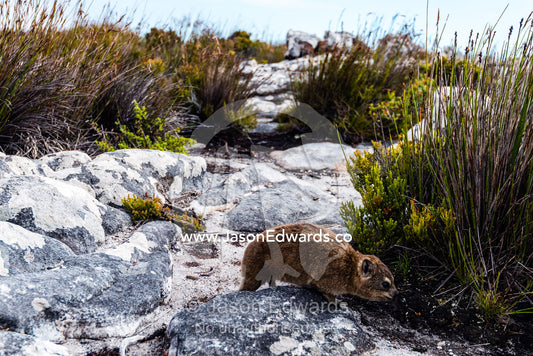 A Cape Hyrax moving through the fynbos on the summit of Table Mountain. Table Mountain, Cape Town, Western Cape, South Africa.