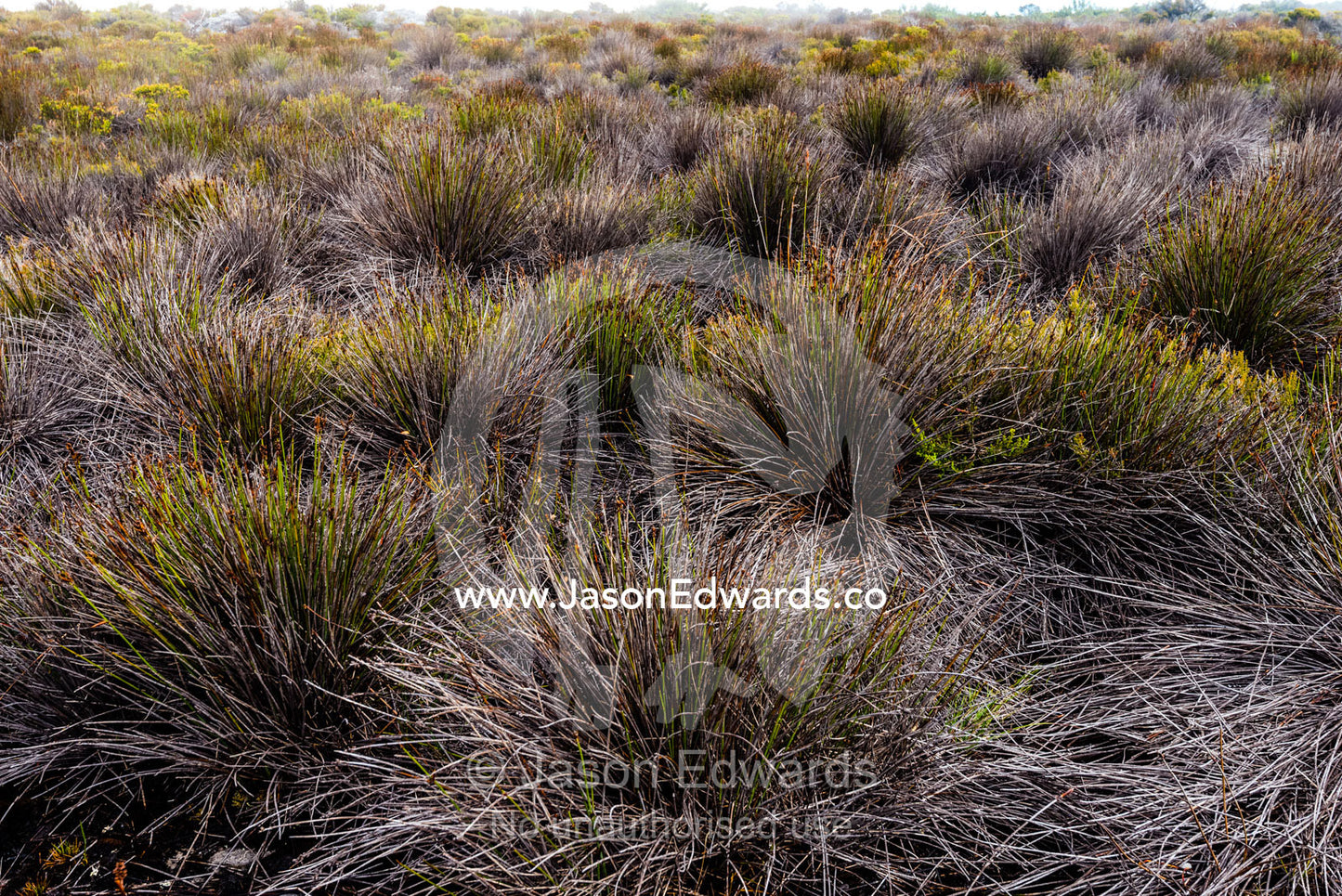 A thick carpet of Cape Reed, Thamnochortus nutans, on the summit of Table Mountain. Table Mountain, Cape Town, Western Cape, South Africa.
