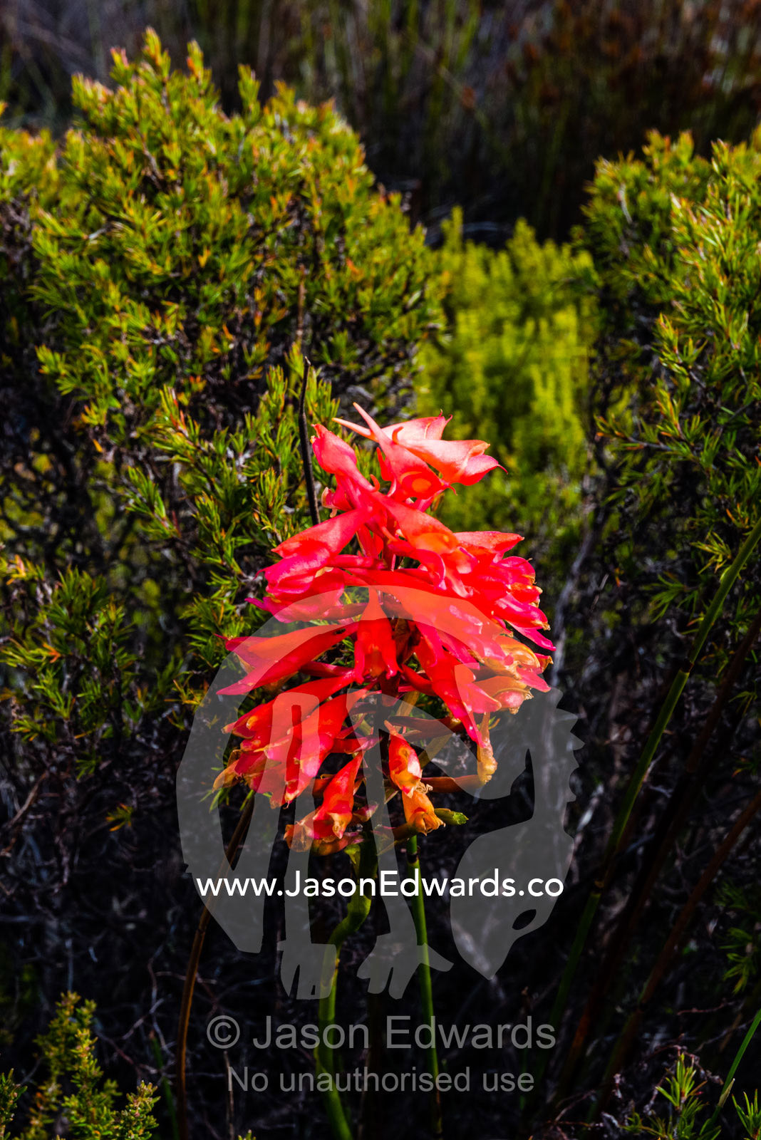 The stunning red bloom of a Cluster Disa on the summit of Table Mountain. Table Mountain, Cape Town, Western Cape, South Africa.