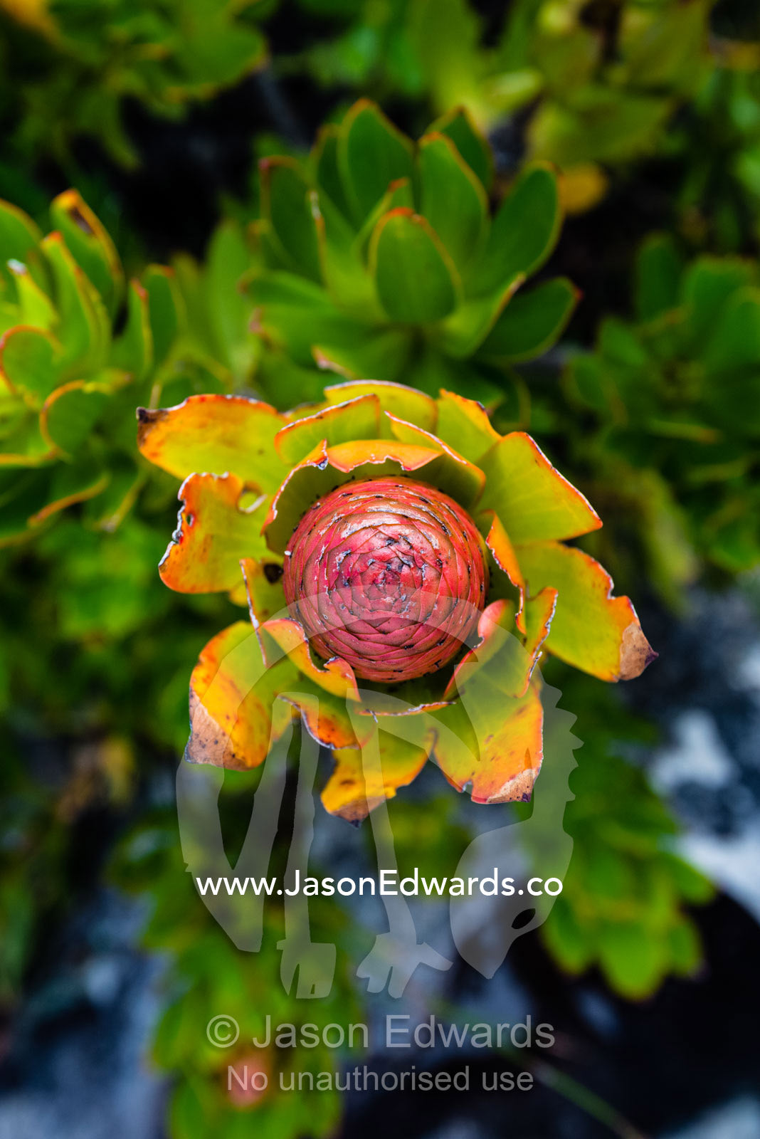 The tightly packed fruiting cone of a Conebush, leucadendron strobilinum. Table Mountain, Cape Town, Western Cape, South Africa.