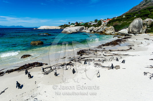 A nesting colony of African Penguins on a beach near a towns residential estate. Boulders Beach, Cape Peninsula, Cape Town, Western Cape Province, South Africa.