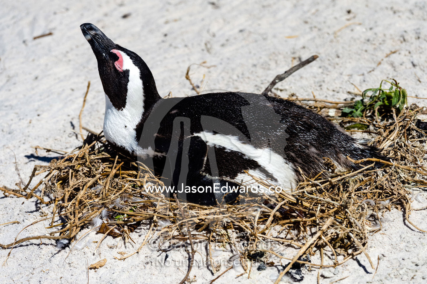 An African Penguin incubating an egg in a nest on a sandy beach. Boulders Beach, Cape Peninsula, Cape Town, Western Cape Province, South Africa.