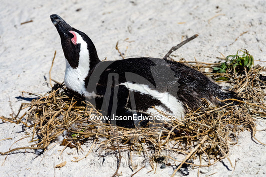 An African Penguin incubating an egg in a nest on a sandy beach. Boulders Beach, Cape Peninsula, Cape Town, Western Cape Province, South Africa.