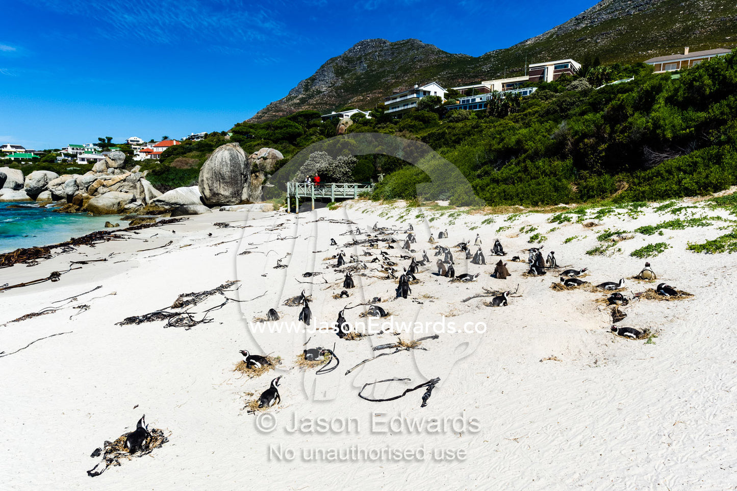 A nesting colony of African Penguins on a beach near a towns residential estate. Boulders Beach, Cape Peninsula, Cape Town, Western Cape Province, South Africa.