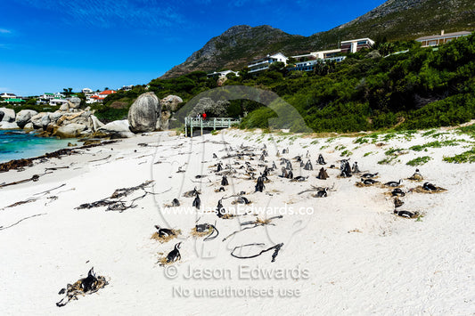 A nesting colony of African Penguins on a beach near a towns residential estate. Boulders Beach, Cape Peninsula, Cape Town, Western Cape Province, South Africa.
