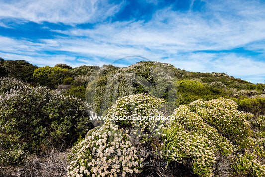 Thick Fynbos vegetation, endemic to the Cape Peninsula, at Cape Point. Cape of Good Hope, Cape Point, Table Mountain National Park, Cape Peninsula, South Africa.
