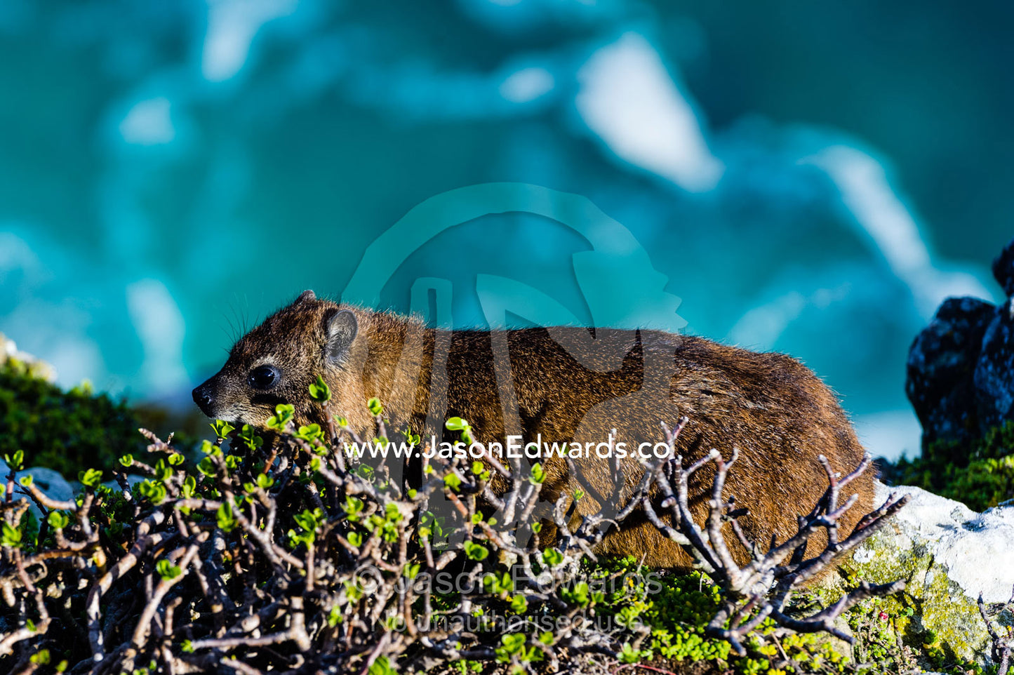 A Cape Hyrax feeding on tough coastal plants on a cliff face. Cape of Good Hope, Cape Point, Table Mountain National Park, Cape Peninsula, South Africa.