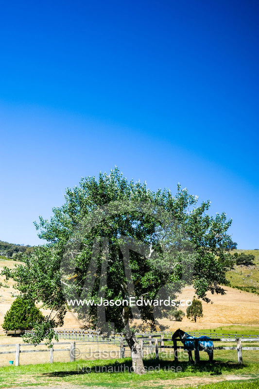 A horse stands in the shade beneath a Poplar tree on a farm. Euroa, Strathbogie, Victoria, Australia.