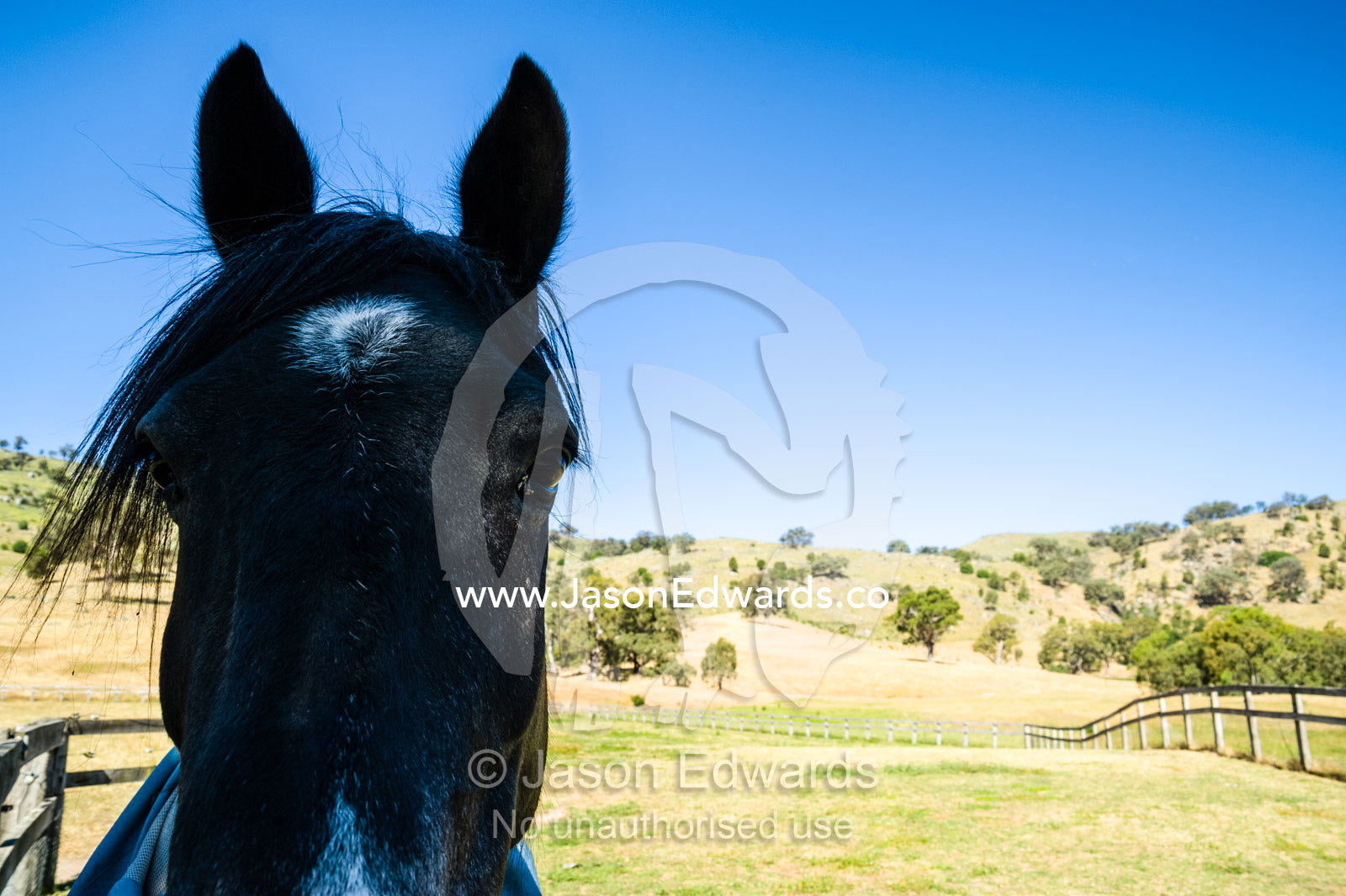 A curious Quarter Horse listens intently over a farm fence. Euroa, Strathbogie, Victoria, Australia.