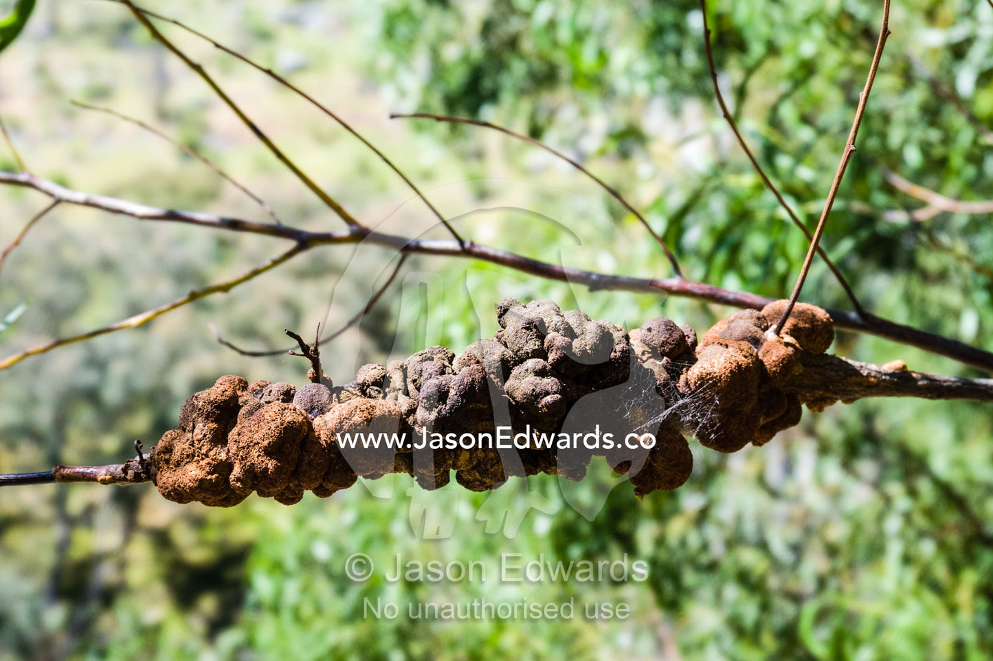 A Wasp gall on a tree branch in the forest. Euroa, Strathbogie, Victoria, Australia.