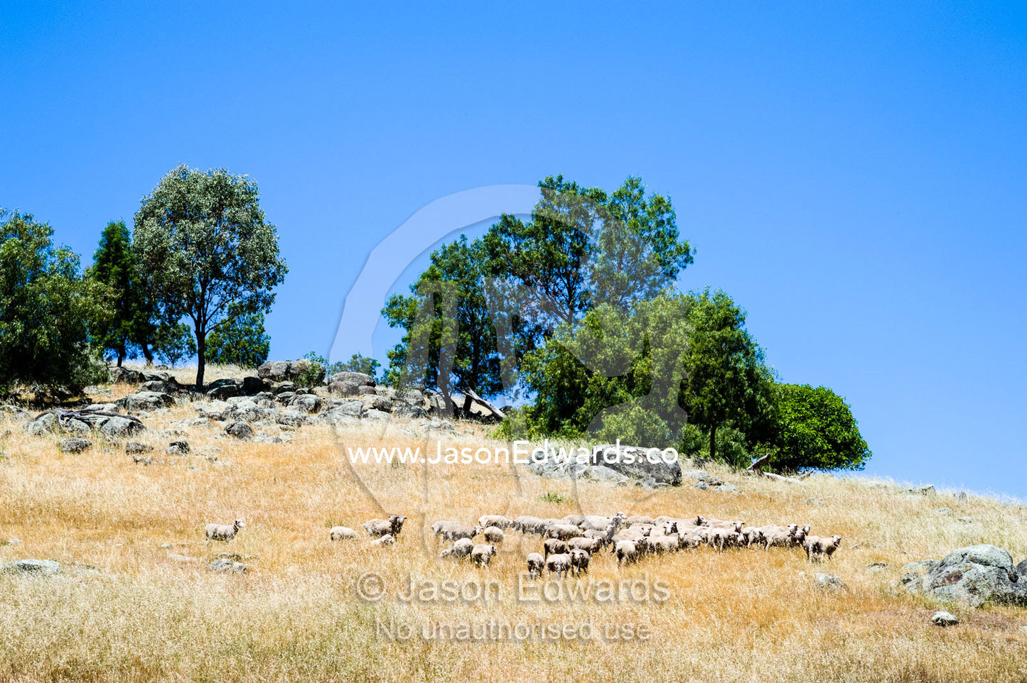 A flock of Merino Sheep grazing in a dry farm paddock in summer. Euroa, Strathbogie, Victoria, Australia.