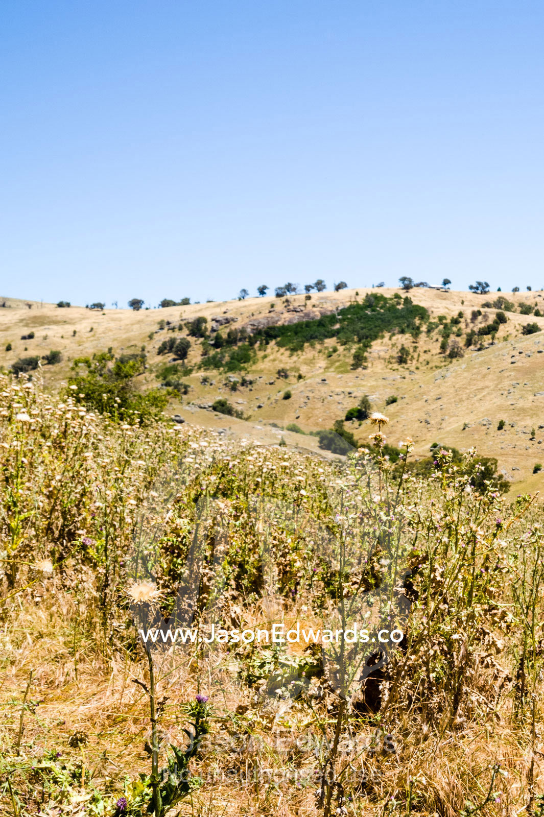 Scotch Thistle in a farm paddock is an introduced weed pest. Euroa, Strathbogie, Victoria, Australia.