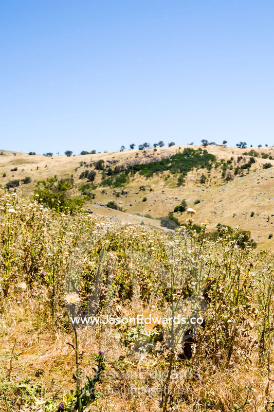 Scotch Thistle in a farm paddock is an introduced weed pest. Euroa, Strathbogie, Victoria, Australia.