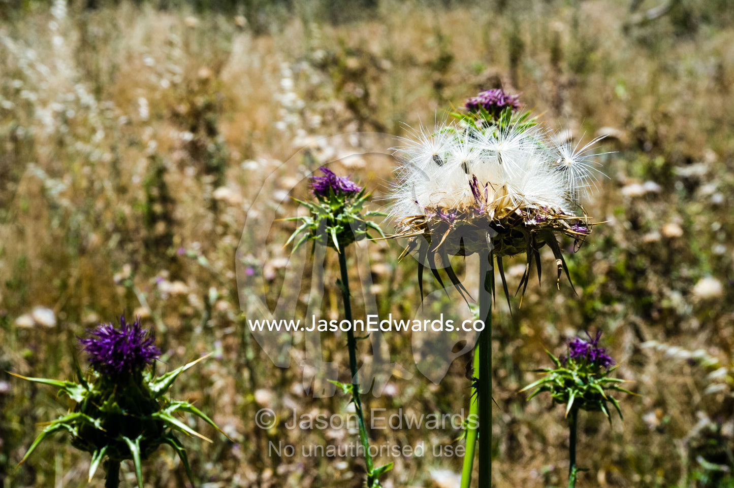 Scotch Thistle in a farm paddock is an introduced weed pest. Euroa, Strathbogie, Victoria, Australia.