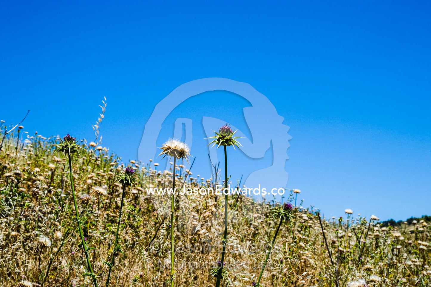 Scotch Thistle in a farm paddock is an introduced weed pest. Euroa, Strathbogie, Victoria, Australia.