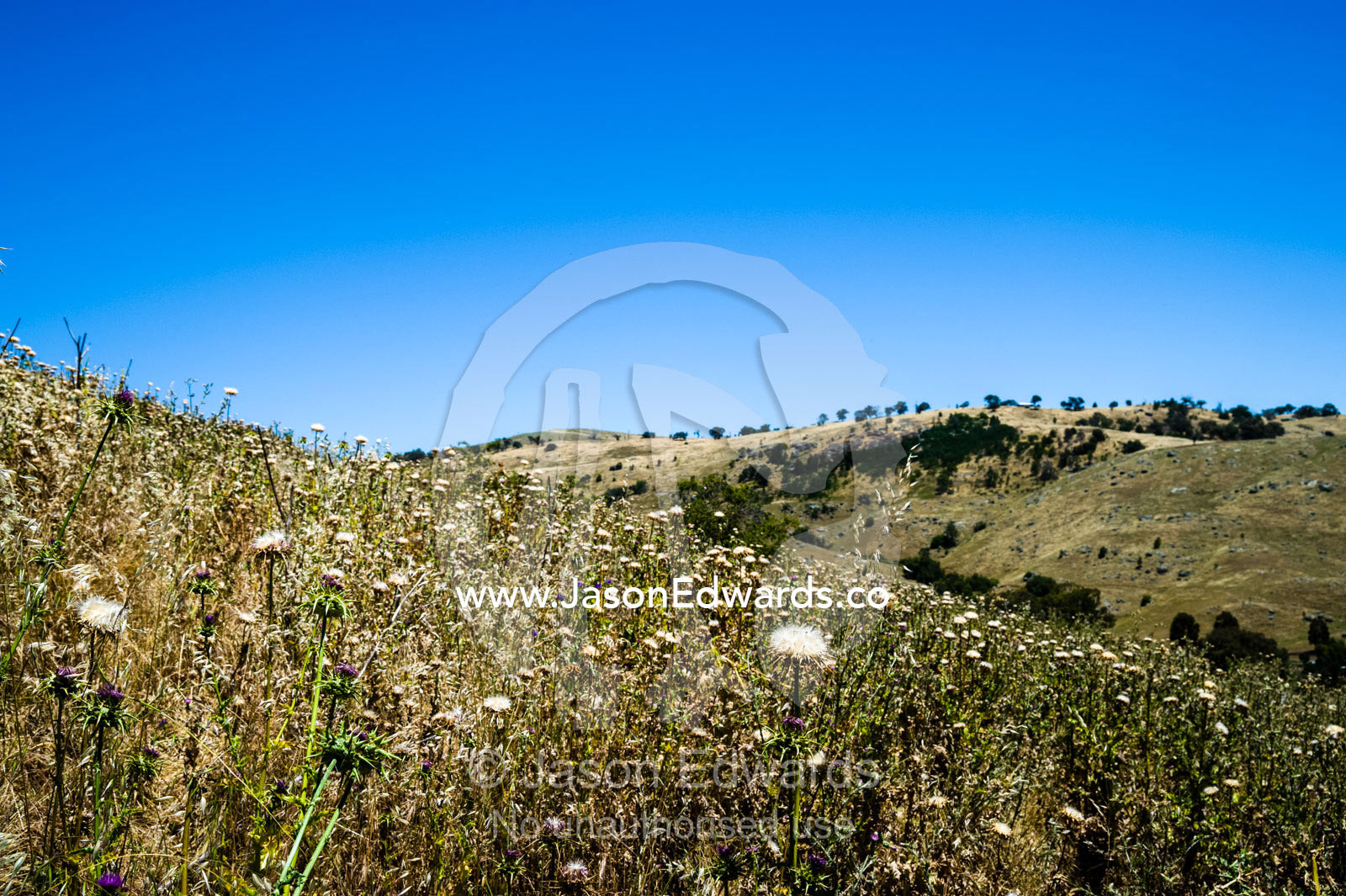 Scotch Thistle in a farm paddock is an introduced weed pest. Euroa, Strathbogie, Victoria, Australia.
