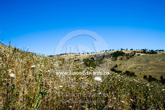 Scotch Thistle in a farm paddock is an introduced weed pest. Euroa, Strathbogie, Victoria, Australia.